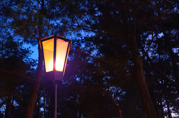 Illuminated lantern in the dark forest. Charming street lamp casting a warm glow amidst the dark silhouettes of trees. Creating inviting atmosphere in the evening woodland.