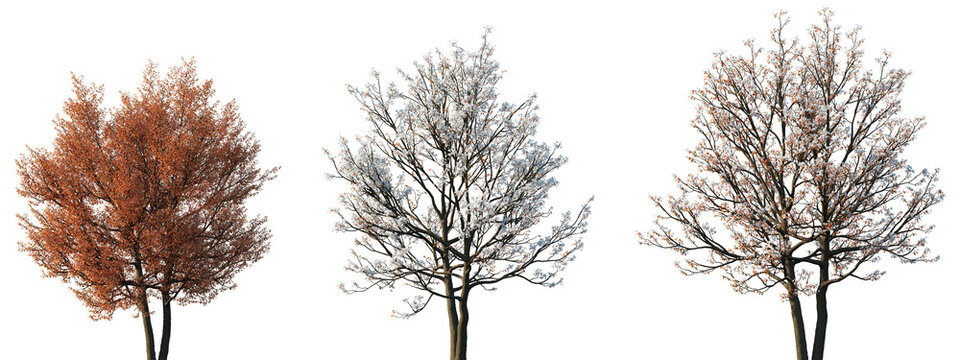 Set of spring and autumn Amelanchier canadensis (commonly known as shadblow serviceberry, chuckle-berry, currant-tree) frontal isolated png on a transparent background perfectly cutout