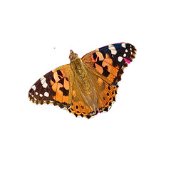 butterfly on white background