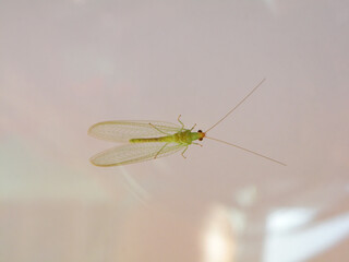 Lacewing adults are pale green with long antennae - Chrysoperla carnea