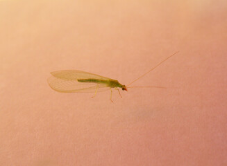 Lacewing - Chrysoperla carnea. It is used in the biological control of pests in agriculture