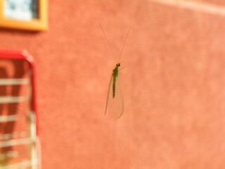 Lacewing, insect that controls pests in the garden - Chrysoperla carnea