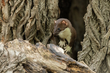 Long-tailed Weasel taken in Central MN