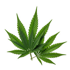Green cannabis leaf isolated on white background, an herbal plant sometimes associated with medicine or drugs
