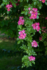 Vivid Pink Roses Branch in Park 