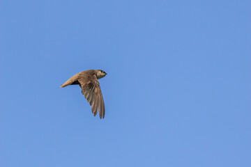 Chimney Swift adult in flgiht taken in southern MN