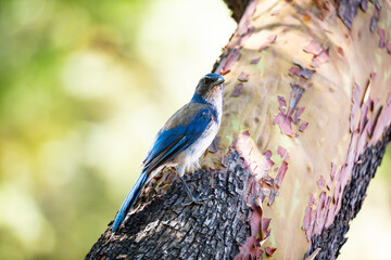 Summer of 2025 California Scrub Jay near Cloverdale