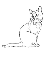 Hand drawn sketch of sitting cat.