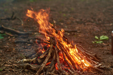 Primal Heartbeat: A Bonfire's Dance in the Ancient Woods