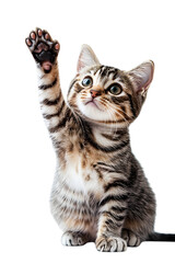 A cat is sitting on a white background and has its paw raised in the air