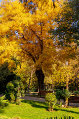 Public park in Tbilisi during autumn. Beautiful autumn landscape