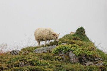 sheep in the mountains
