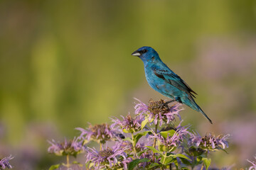 Indigo Buinting male taken in southern MN