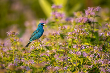 Indigo Bunting taken in southern MN