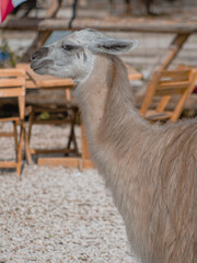 a white llama