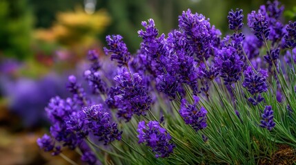Fototapeta premium A cluster of lavender plants flourishes in a serene garden under the warm glow of late afternoon sunlight.