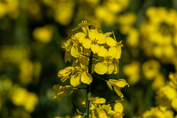 Close-up of a rapeseed plant in bloom – bright yellow flowers in spring