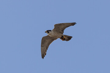 Peregrine Falcon adult in flight taken in southern MN