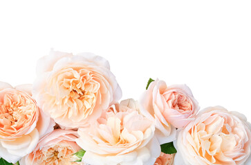 Delicate peach-colored roses on a transparent background. Ideal for floral design, romantic compositions, and wedding-themed visuals.
