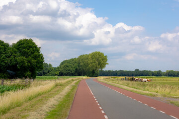 Countryside road with open farm dairy cattle (cows) on grass field, Agriculture in summer with maize or corn plantation under blue sky, Typical landscape in Dutch province of Overijssel, Netherlands.