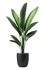 A tall green plant in a black pot