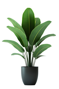 A tall green plant in a black pot