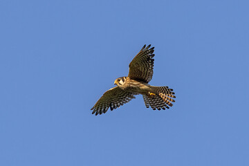 American Kestrel female in flight taken in central MN