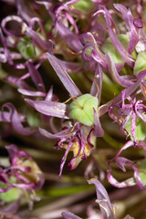 Obraz premium Dried dead flowers abstract background