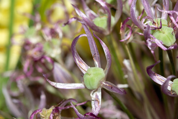 Dried dead flowers abstract background