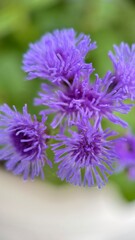 Fototapeta premium Blue ageratum houstonianum flowers macro photography. Purple flowers and bulbs close up. 