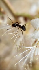 Black garden ant on white flowers macro photography. 