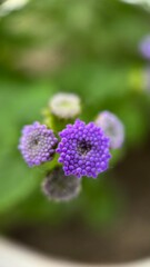 Blue ageratum houstonianum flowers macro photography. Purple flowers and bulbs close up. 