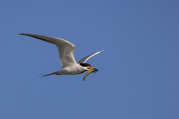 Forester's Tern in flight taken in central MN