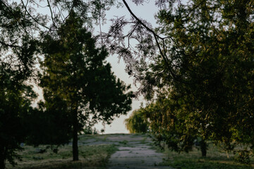 Silhouette of cedar branches against a twilight sky, creating a peaceful and natural scene. A beautiful pathway between trees. A serene atmosphere in the park, parkland, wood or forest.