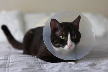 A beautiful cat is resting at home comfortably in a recovery cone, appearing so calm and adorable