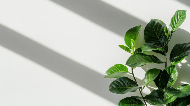 griffonia plant with vibrant green leaves against clean white background