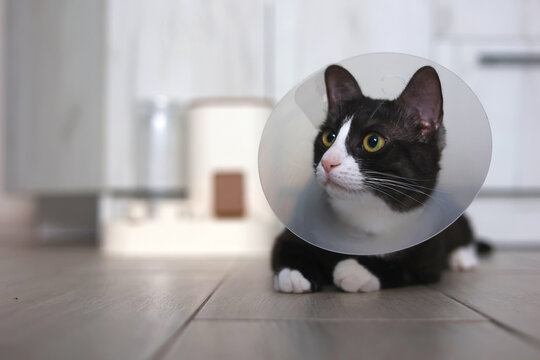 A beautiful cat is resting at home comfortably in a recovery cone, appearing so calm and adorable