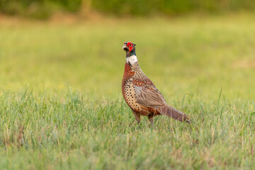 Beautiful pheasant standing in green grass field during golden hour, showcasing vibrant plumage and natural behavior