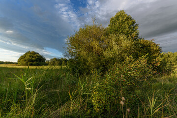Lush green landscape with trees and grass under a cloudy sky during late afternoon