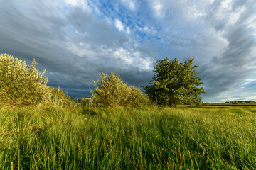 Lush green landscape with trees and grass under a cloudy sky during late afternoon