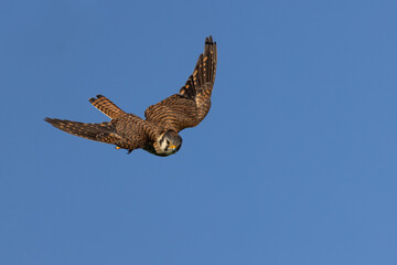 American Kestrel taken in central MN in the wild