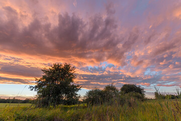 Vibrant sunset colors illuminating a field with silhouettes of trees at dusk