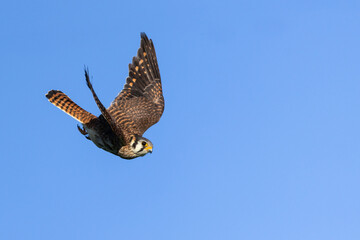 American Kestrel taken in central MN in the wild