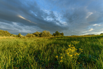 Vibrant wildflowers in a sprawling green field under a dramatic sky at sunset