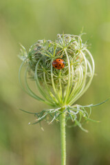 Ladybug resting on a flowering plant in a meadow during late spring with soft sunlight illuminating the scene