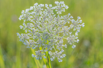 Wildflower cluster blooms in a vibrant green meadow during a sunny summer afternoon, showcasing delicate details and natural beauty