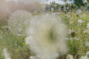 Soft sunlight illuminates a field full of blooming wildflowers in the countryside during the warm afternoon
