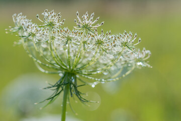 Delicate white flower glistening with morning dew in a vibrant green field during springtime
