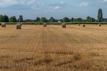 Rolling hay bales dot a sunny field with trees and a clear blue sky in the rural countryside during early evening hours