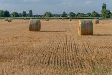 Rolling hay bales dot a sunny field with trees and a clear blue sky in the rural countryside during early evening hours